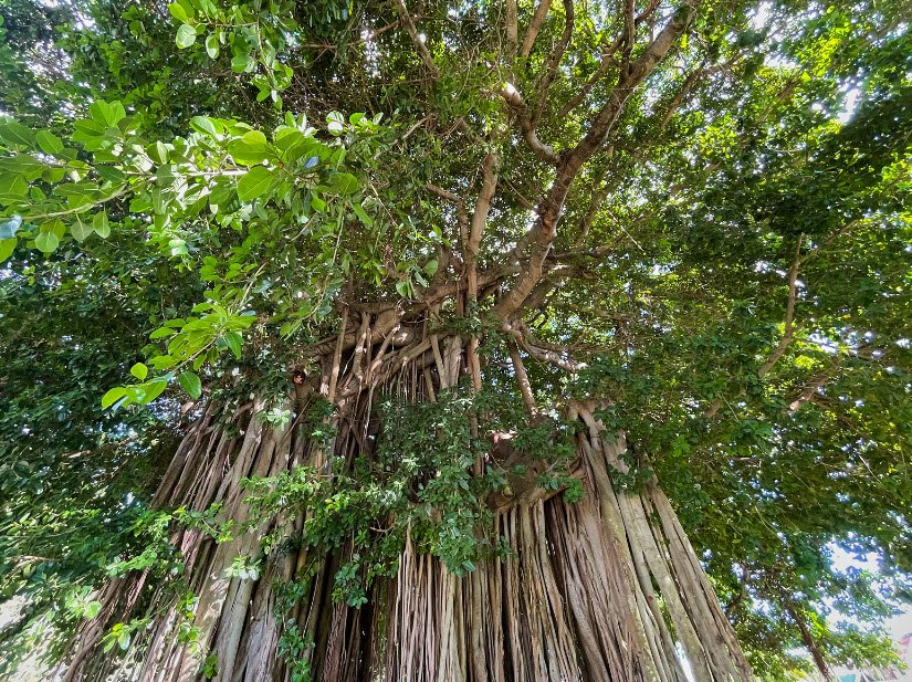 Botanic Gardens, Roseau, Saint George Parish, Dominica